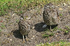 Burrowing Owl